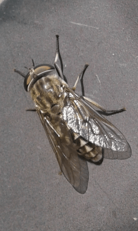 Tabanidae : Tabanus sp.(femmina)?  S, Tabanus cfr. sudeticus femmina,